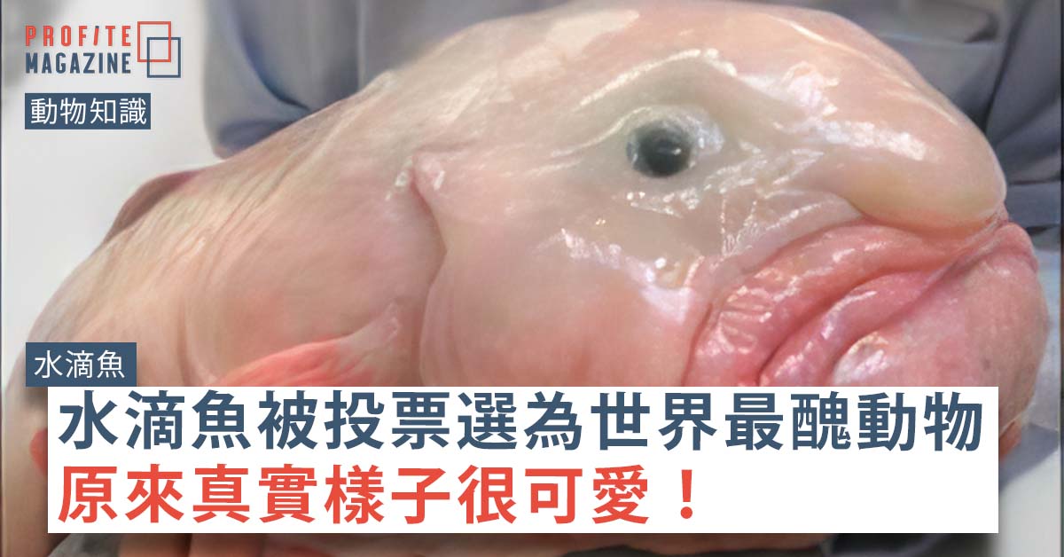 水滴魚（blobfish）的樣子