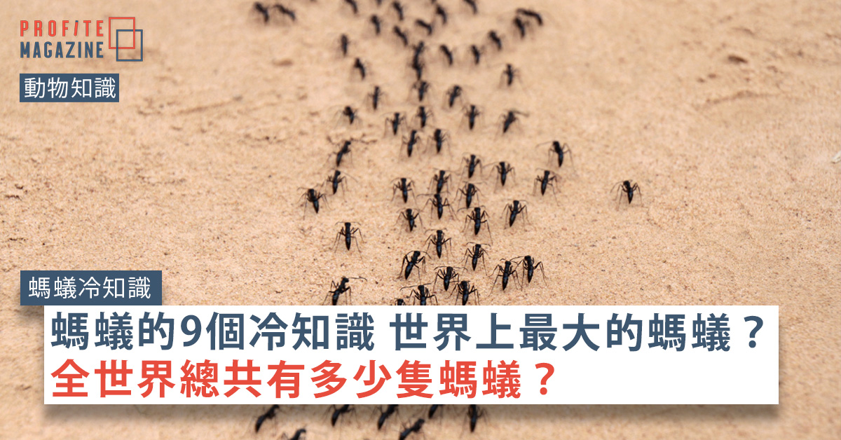 一堆螞蟻在沙上行走