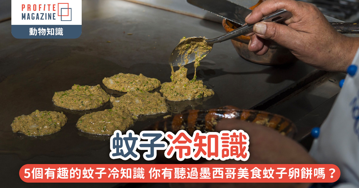 墨西哥美食 – 蚊子卵餅