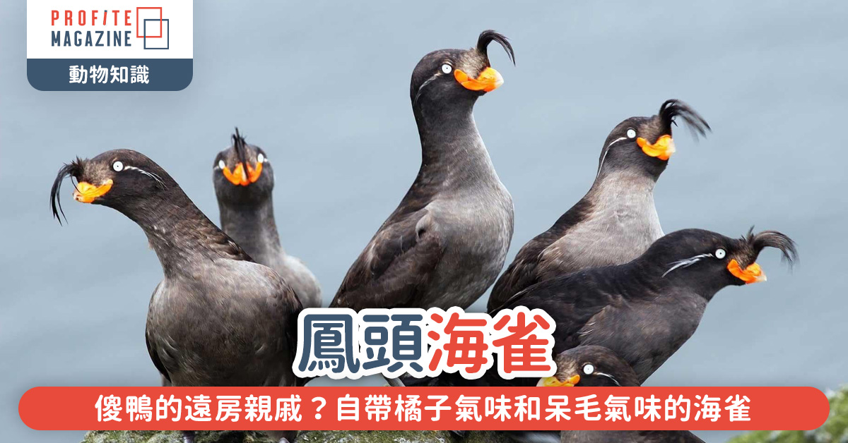 五隻鳳頭海雀在崖上