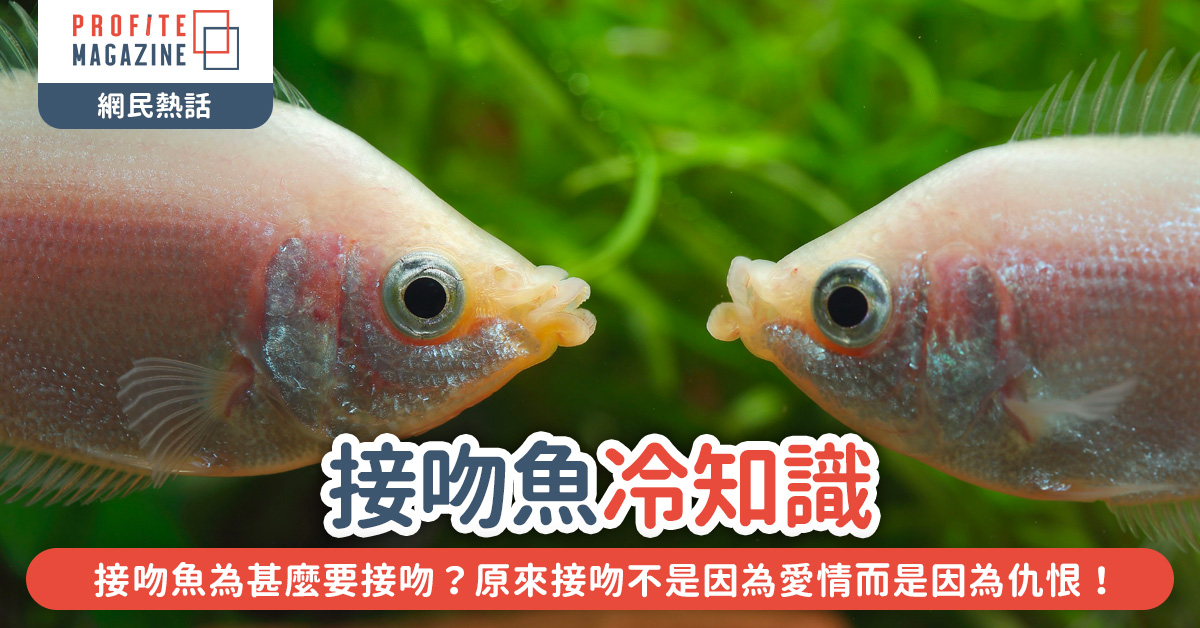 一對接吻魚