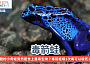 毒箭蛙
