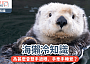 海獺冷知識｜海獺為甚麼會雙手遮眼、手牽手睡覺？