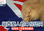 紐西蘭｜奇異鳥：不會飛的國鳥